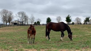 Meet the First Foal from Songbird By Arrogate [upl. by Ahsenot414]