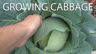 Yow Wont Believe How Easy It Is to Grow Cabbage  Cabbage Growing Tips amp Harvest [upl. by Kcered857]