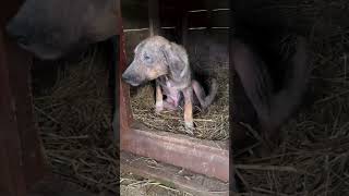 Its heartbreaking to see a dog with severe dermatitis😢😢 dog animals doglover rescue help [upl. by Acnaiv]