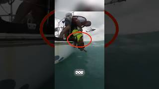 This dog was in a shipwreck 😰 shorts dog [upl. by Einegue]