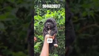 Lhasa apso puppies for sale in 📍Kerala shorts [upl. by Mikkanen]