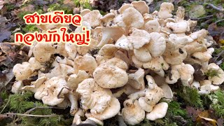 โห…นึกว่าสุดสายแค่นี้ ยัง…มีต่ออีก เก็บเห็ดหนังไก่สายยาวๆ เกือบ 10ม จ้า Hedgehog Mushrooms [upl. by Alabaster]