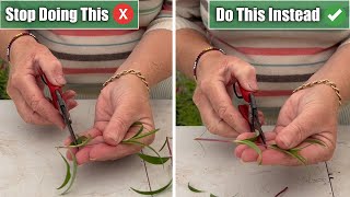 5 Propagation Mistakes I See amp How To Propagate Successfully [upl. by Teri396]