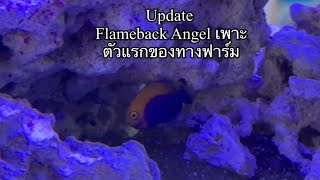 Flameback Angel Tank Raised [upl. by Nesnah]