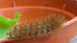 The Buff Ermine moth caterpillar  Spilosoma luteum  Fiðrildalirfa  Brúnhærð lirfa  Skordýr [upl. by Painter868]