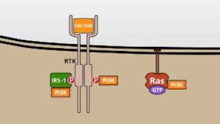 The PI3KAKT signalling pathway [upl. by Aem]