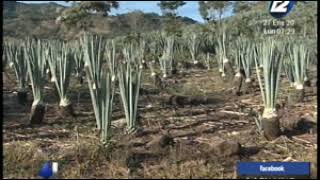 El cultivo de henequén en El Salvador [upl. by Jesher]