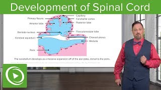 Development of Spinal Cord and Brainstem – Embryology  Lecturio [upl. by Oleg]