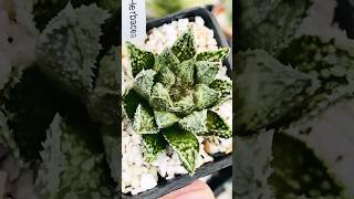 Haworthia Herbacea Hybrid haworthia haworthiapakistan plants cactus succulents [upl. by Nylyaj438]