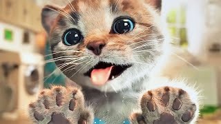 Gatinho Fofo Aventuras  Desenho Animado Novo  Little Kitten Preschool Adventure Educational Games [upl. by Bick]