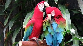 GreenWinged Macaws Preening Each Other [upl. by Dailey]