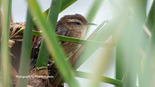 Wren like Rushbird Phleocryptes melanops [upl. by Resa]