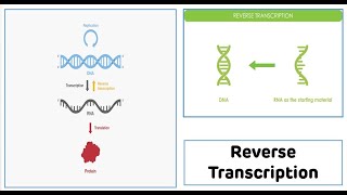 Reverse Transcription Process  Reverse Transcriptase  cDNA Synthesis [upl. by Melinde]