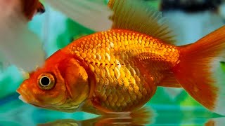 SMALL ORNAMENTAL FISH SUITABLE FOR AQUARIUMS part 3 [upl. by Lezley]