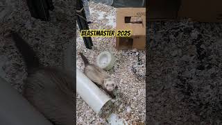 BEASTMASTER 2025 THE FINAL CUT entertainment animals [upl. by Deadman]