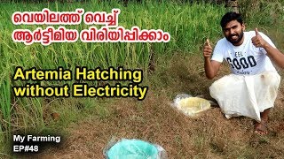 Artemia Hatching without Electricity  My Farming  EP 48 വെയിലത്ത്‌ വെച്ച് artemia വിരിയിപ്പിക്കാം [upl. by Africa]