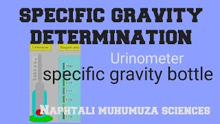 Urinalysis Specific Gravity determination in urine  Urinometer  specific gravity bottle [upl. by Luht]