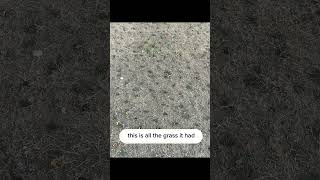 Bermuda Grass to Fescue Lawn Transition lawncare turf grass [upl. by Yrokcaz]