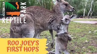 Kangaroo joey takes first hops [upl. by Agem225]