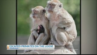 40 primates on the loose in Yemassee law enforcement officials say [upl. by Paterson249]