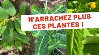 3 plantes que vous ne devez plus arracher [upl. by Kenta]