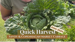 Quick Cabbage Harvest 🥬  Savoy amp Copenhagan Market [upl. by Ytsim]