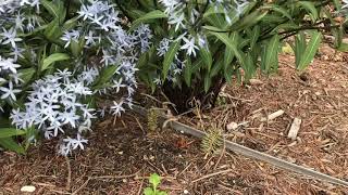 Storm Cloud Amsonia  gardencrossingscom [upl. by Ahseena]