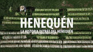 La historia detrás del Henequén [upl. by Hull]