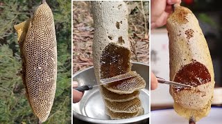 🐝 Wild Honey Harvesting Satisfying  Harvesting honey from giant Honeybee [upl. by Dreher]