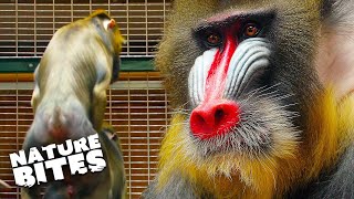 Mandrills Son Crosses the Line with Dads Girlfriend  The Secret Life of The Zoo  Nature Bites [upl. by Ocsirf]