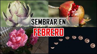 Qué SEMBRAR en FEBRERO  CALENDARIO LUNAR  TAREAS  Siembra MES a MES  Locos por la huerta [upl. by Ecirehc]