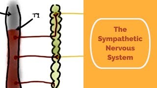 The Sympathetic Nervous System [upl. by Olegnalehcim]