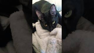 black cat Mr Boba making biscuits cat catlover kitten [upl. by Lennard130]