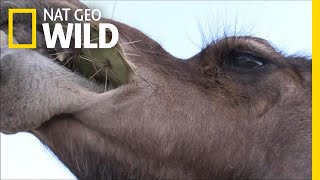 Camels Dont Mind Spines In Their Cacti  Nat Geo Wild [upl. by Yellek878]