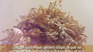 Sargassum  Una PHAEOPHYTA tropical [upl. by Midge]