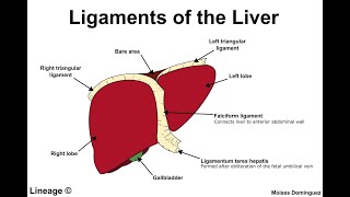 What is Ligamentum teres  What is interlobar fissure [upl. by Ylrebmik]