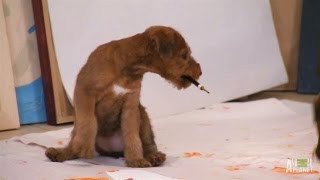 Artistic Irish Terrier Pups  Too Cute [upl. by Chuah672]