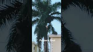 Palmera Real Royal palms aventurera [upl. by Alyak]