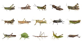 🦗 Learn Grasshopper Types in English Types of Grasshoppers English Names of Grasshopper Species🦗🦗🦗 [upl. by Enelav]