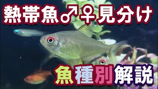 【熱帯魚アクアリウム】魚種別オスメスの見分け方について飼育中の熱帯魚を調べてみた。ランプアイ、テトラ3種、オトシンクルス、アカヒレその他。 [upl. by Nauh207]