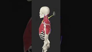 Upper Cross Syndrome anatomy animation personaltrainer neck neckpain [upl. by Esiuqcaj146]