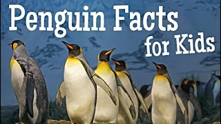 Penguin Facts for Kids [upl. by Llenej]