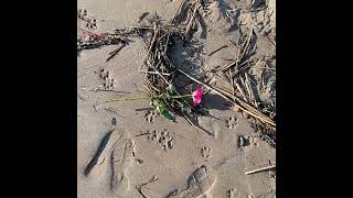 Broughty Ferry Beach October 2024 [upl. by Ndnarb]