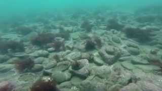 Amazing Paua Abalone Diving New Zealand [upl. by Rob]