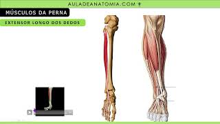 RESUMO MÚSCULOS DA PERNA anatomy anatomiaclinica anatomia enfermagem fisioterapeuta medico [upl. by Sidnarb]