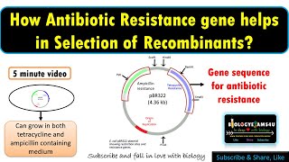 How do Antibiotic Resistance Genes function as selectable marker or helps in transformant selection [upl. by Cloutman610]