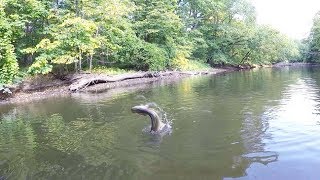 Big Pike Goes AIRBORNE Creek Fishing At Its Finest [upl. by Nilatak]