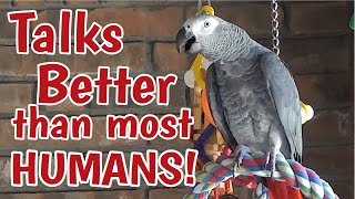 Einstein Parrot can talk better than most humans [upl. by Kerred]