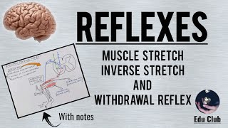 Reflexes  Muscle Stretch Inverse Stretch and Withdrawl Reflexes [upl. by Etessil]