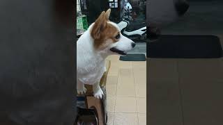 Cute visitor trendingshorts amazingmillionviews satisfying dog [upl. by Alaaj]